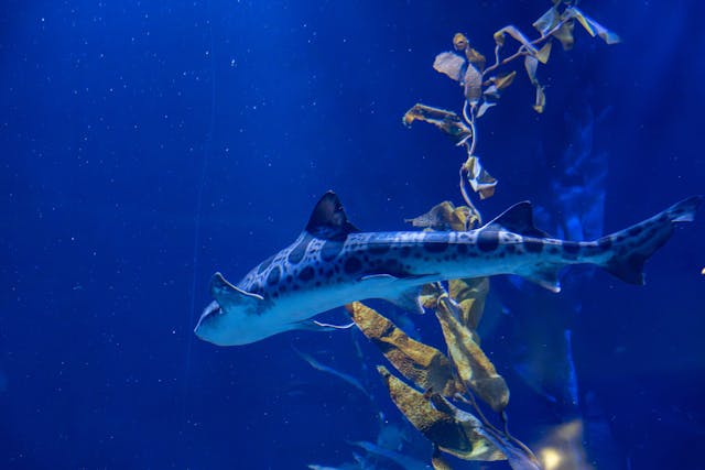 L’Oceanogràfic in Valencia